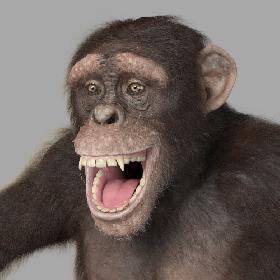 Chimpanzee - realistic